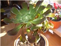 aeonium